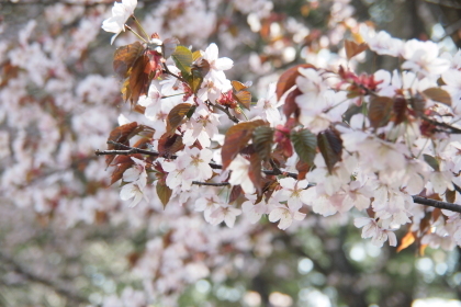 静内二十間道路の桜まつりから！です！_d0200811_21445917.jpg