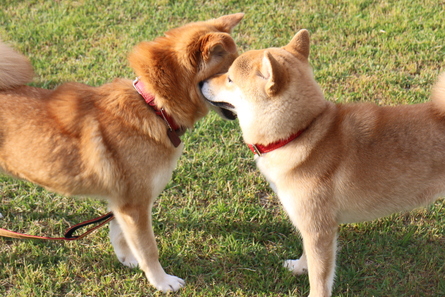 過ごしやすい木曜日のドッグラン大仙（＾＾）_f0170713_1833177.jpg