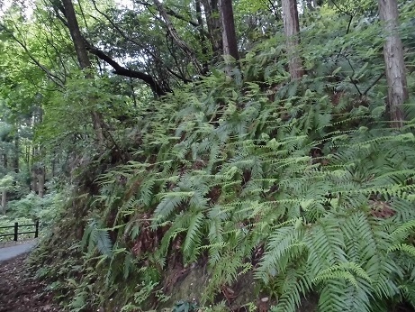 b0181818_20043534.jpg