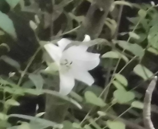 b0181818_20075894.jpg