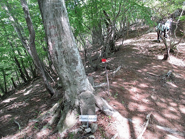 桐生市　桐生川源流の根本山で渓流美とラブリーな尾根歩き　　　　　Mount Nemoto in Kiryū, Gunma　_f0308721_21919100.jpg