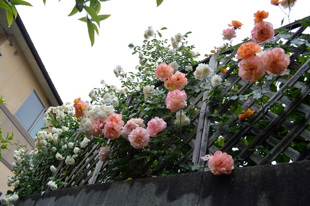 d0096422_981567.jpg