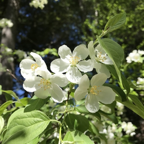 Crabapple Tree (クラブアップル・ツリー)_b0129324_00461927.jpg