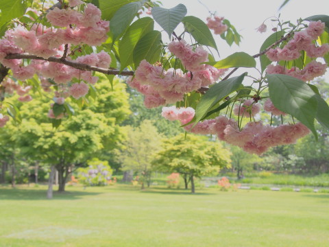 藤とハンカチツリー：弘前公園・弘前城植物園*2017.05.21_b0147224_2010073.jpg