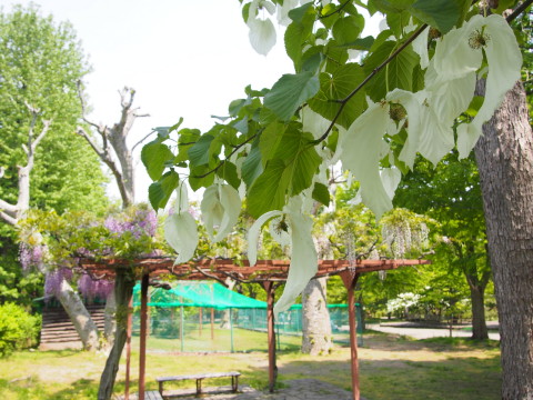 藤とハンカチツリー：弘前公園・弘前城植物園*2017.05.21_b0147224_20143037.jpg