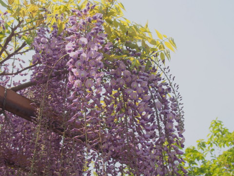 藤とハンカチツリー:弘前公園・弘前城植物園*2017.05.21_b0147224_205081.jpg