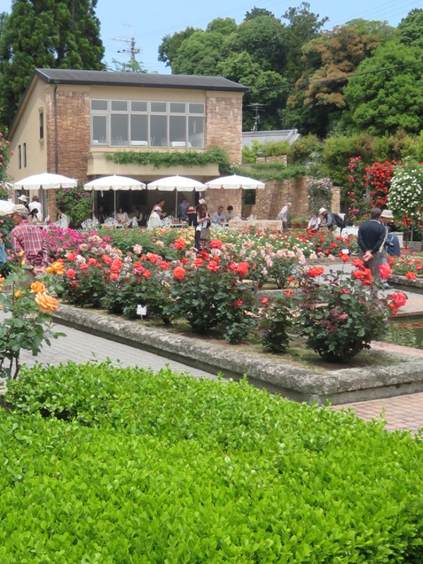 あるく奈良-39 [霊山寺のバラ庭園]_d0352628_9571010.jpg