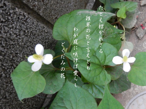 花は可愛い_e0033229_17531729.jpg