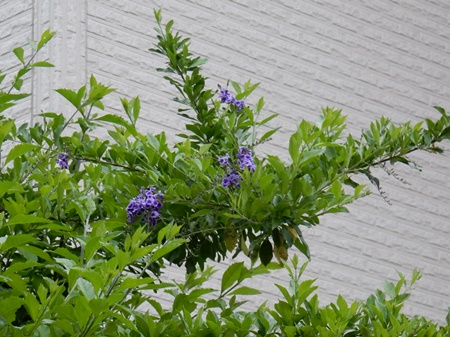 e0033229_1758513.jpg