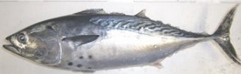 養殖魚のスマのブランド魚「伊予の媛貴海（ひめたかみ）」_f0229730_9581149.jpg