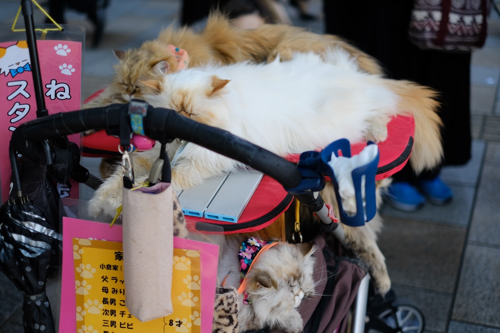 乳母車に猫たくさん Utamaru S Blog 乳母車に猫たくさん Utamaru S Blog