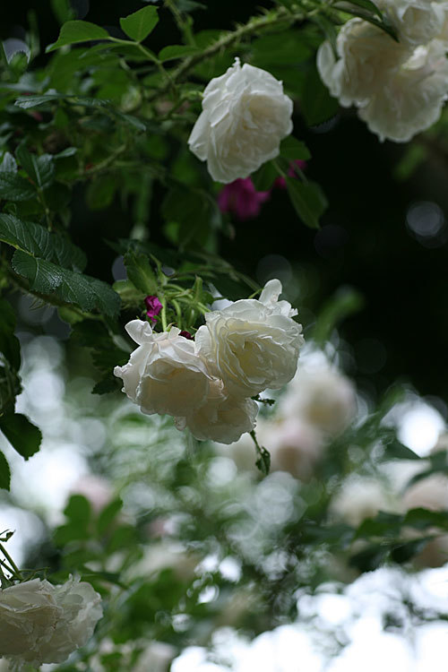 f0271343_10132803.jpg