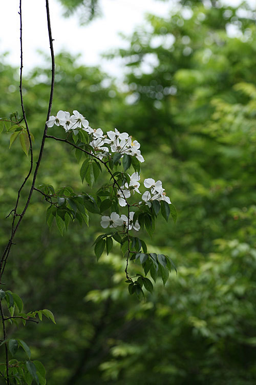 Rosa sambucina（京成バラ園）_f0271343_11183988.jpg