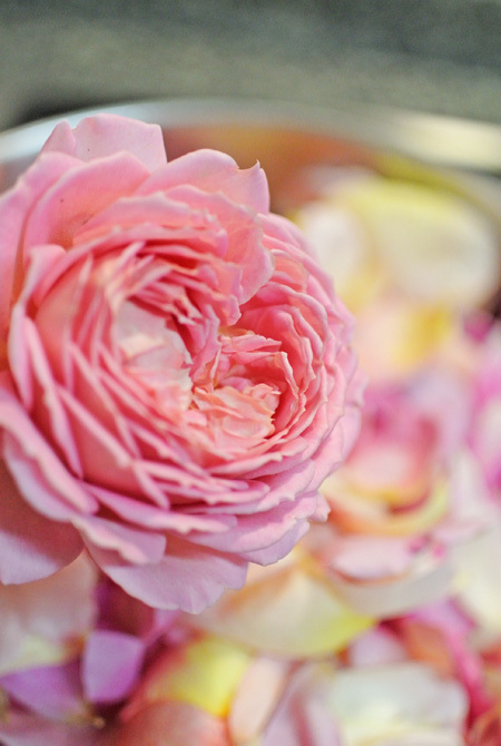 薔薇リキュール と 薔薇シロップ作り グルグルつばめ食堂