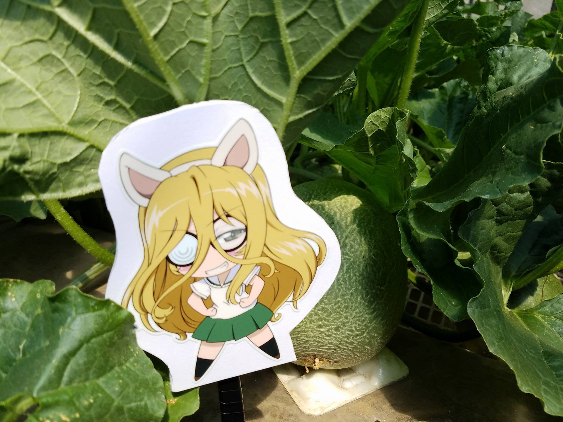 【季節・数量限定】茨城の旬をお届け！ 鉾田市（旭）のガルパンメロンセット！ part 2_a0283448_20340529.jpg