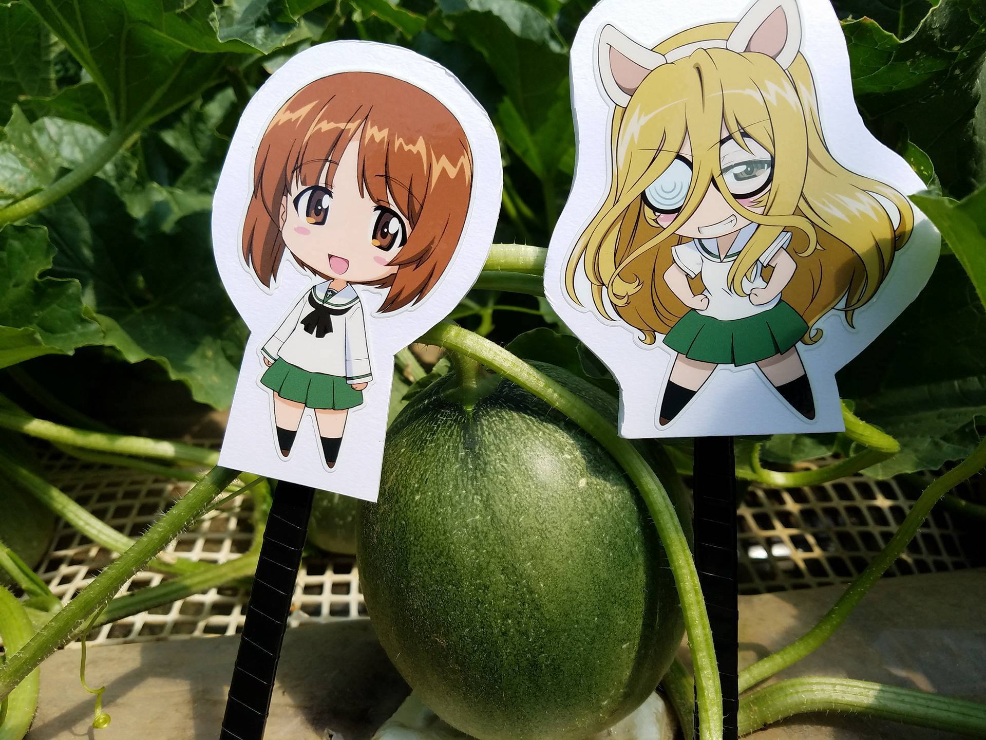 【季節・数量限定】茨城の旬をお届け！ 鉾田市（旭）のガルパンメロンセット！ part 2_a0283448_20353696.jpg