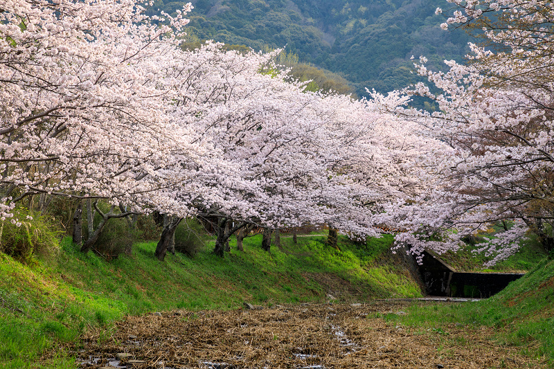 京都の桜17 井手玉川の桜並木 花景色 K W C Photoblog