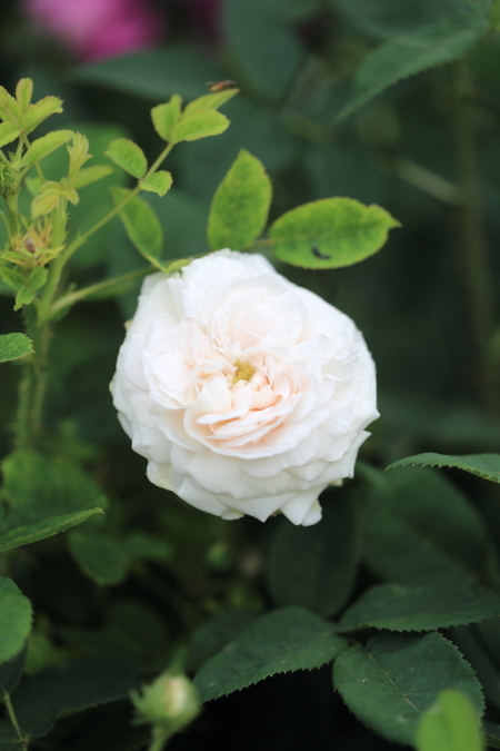 5月の白い薔薇 Botzaris。 : My Precious Roses