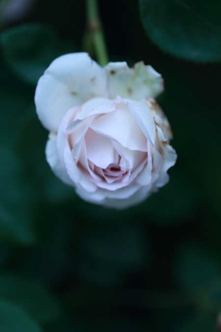 薔薇の下 5月の薔薇 Milady de Winter。 : My Precious Roses