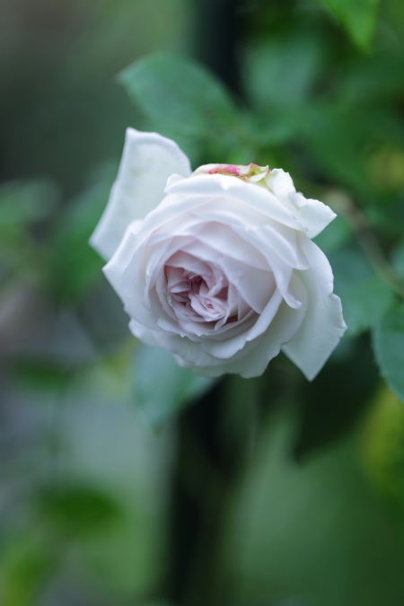 薔薇の下 5月の薔薇 Milady de Winter。 : My Precious Roses
