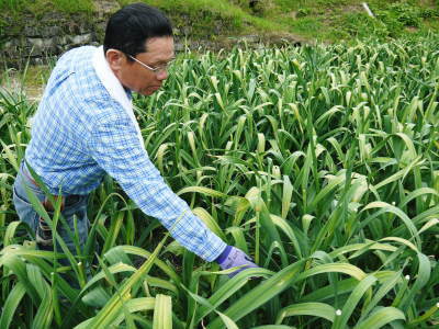 熊本産ステビアにんにく　芽カギ（摘蕾作業）の様子とこだわりの無農薬栽培_a0254656_17124968.jpg