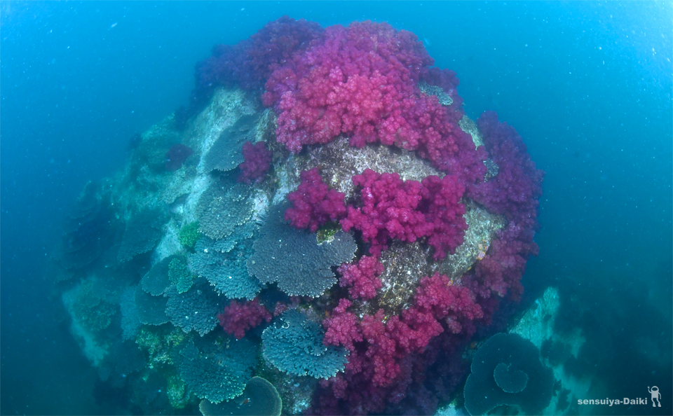 初日☆柏島_e0158261_7194111.jpg