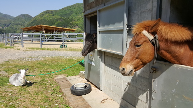 龍山アナと行く国境の島の自然と生き物の旅in対馬《前編》_f0207669_10402472.jpg