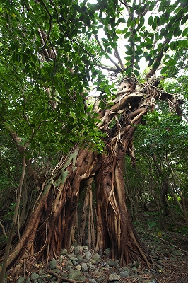 世界遺産屋久島へ　　No2_e0213873_15554249.jpg