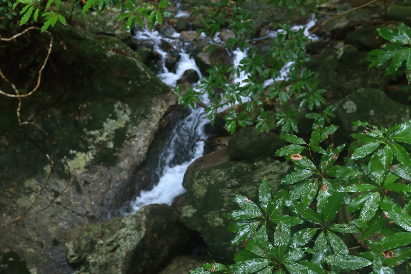 世界遺産　屋久島へ    No3_e0213873_19143659.jpg