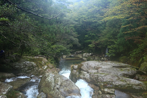 世界遺産　屋久島へ    No3_e0213873_19172837.jpg