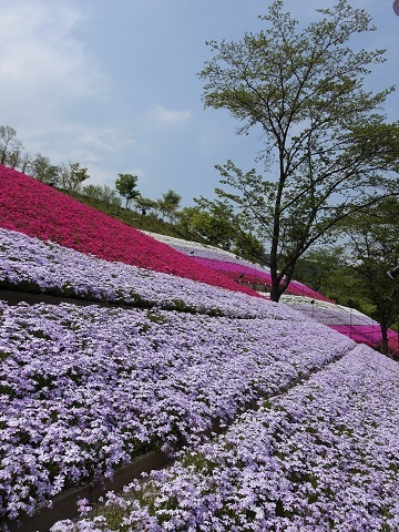 4 29ヤマサ蒲鉾の芝桜 姫路市夢前町 明石 兵庫探検 4 29ヤマサ蒲鉾の芝桜 姫路市夢前町 明石 兵庫探検