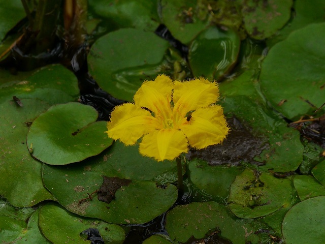 花は少なかったが そよ風が涼しかった_d0088184_21135537.jpg