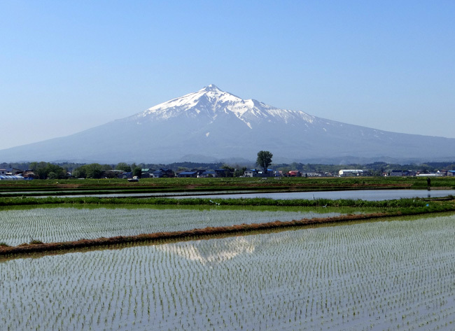 菜の花 たんぽぽ 岩木山♪_a0136293_06550019.jpg