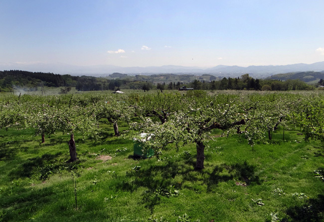 菜の花 たんぽぽ 岩木山♪_a0136293_07102832.jpg