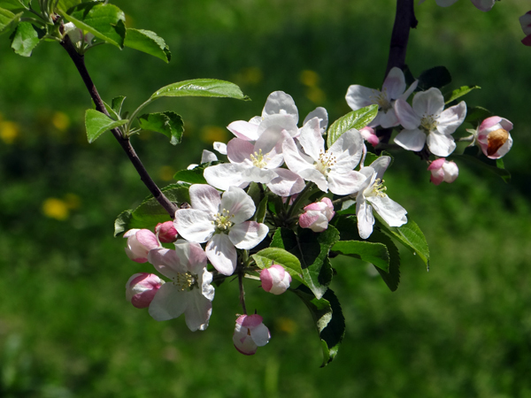 菜の花 たんぽぽ 岩木山♪_a0136293_07110861.jpg