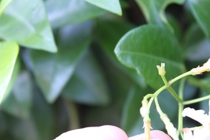 定家葛　茅萱　蓮華草のタネ_e0354596_12195262.jpg