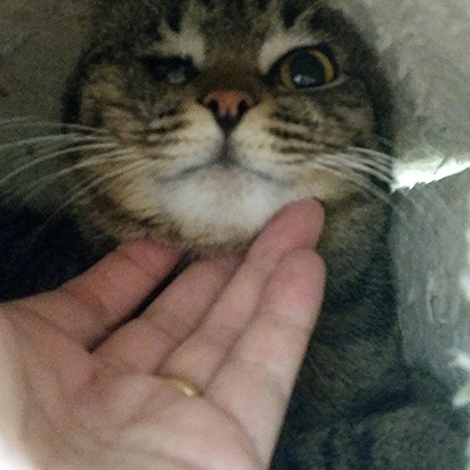 熊本猫フリー、仮名もつけました_e0144012_14114265.jpeg