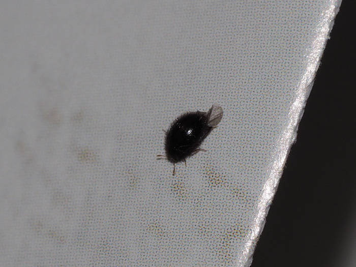チビケカツオブシムシ_c0116915_0121475.jpg