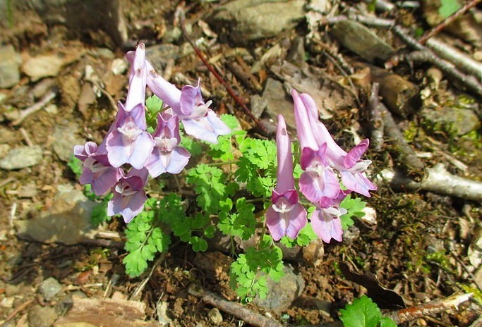 奥秩父　アカヤシオ咲く八丁尾根から両神山　　　　　Mount Ryōkami in Chichibu-Tama-Kai NP_f0308721_45051100.jpg