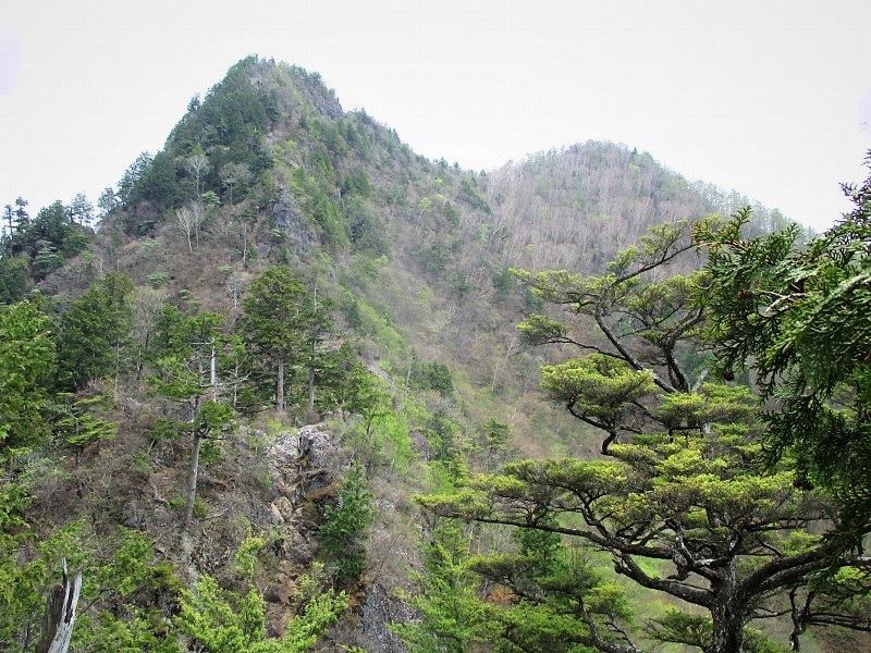 奥秩父　アカヤシオ咲く八丁尾根から両神山　　　　　Mount Ryōkami in Chichibu-Tama-Kai NP_f0308721_457910.jpg