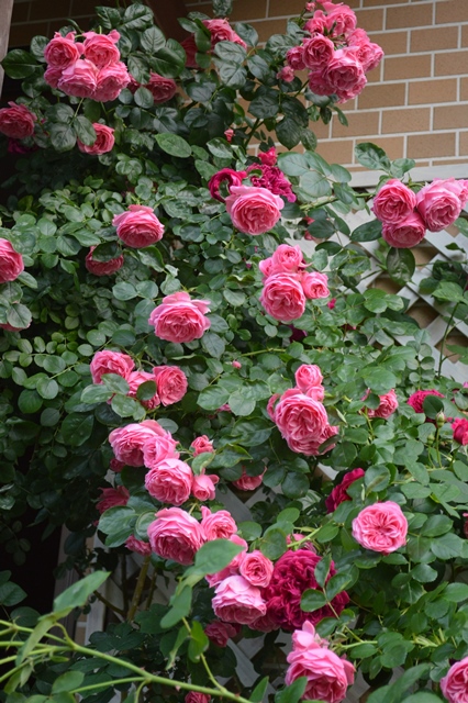 d0096422_95321.jpg