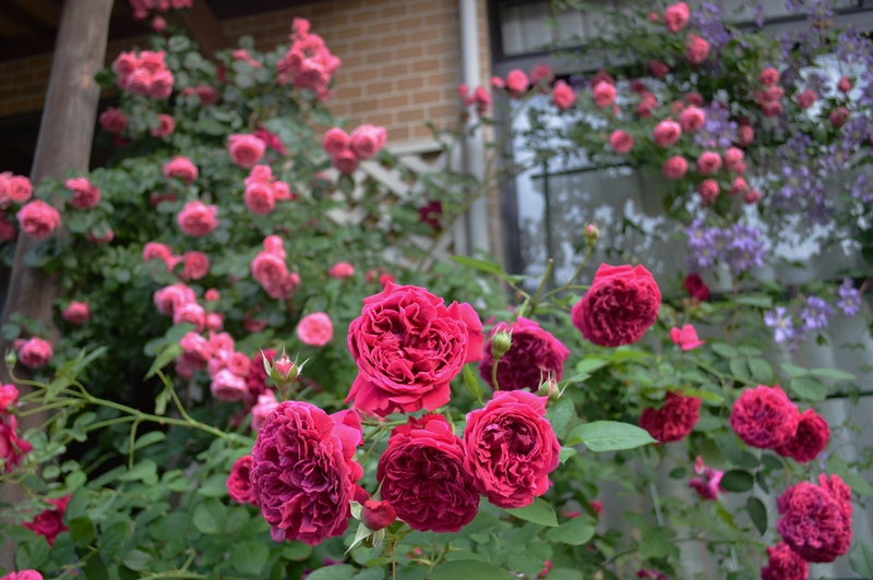 d0096422_98547.jpg