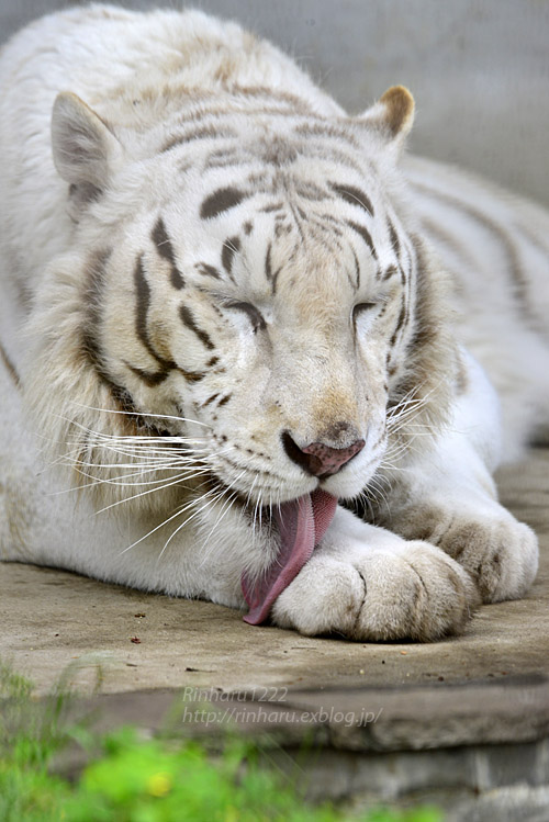 2017.5.6 宇都宮動物園☆ホワイトタイガーのアース王子【White tiger】_f0250322_2181583.jpg