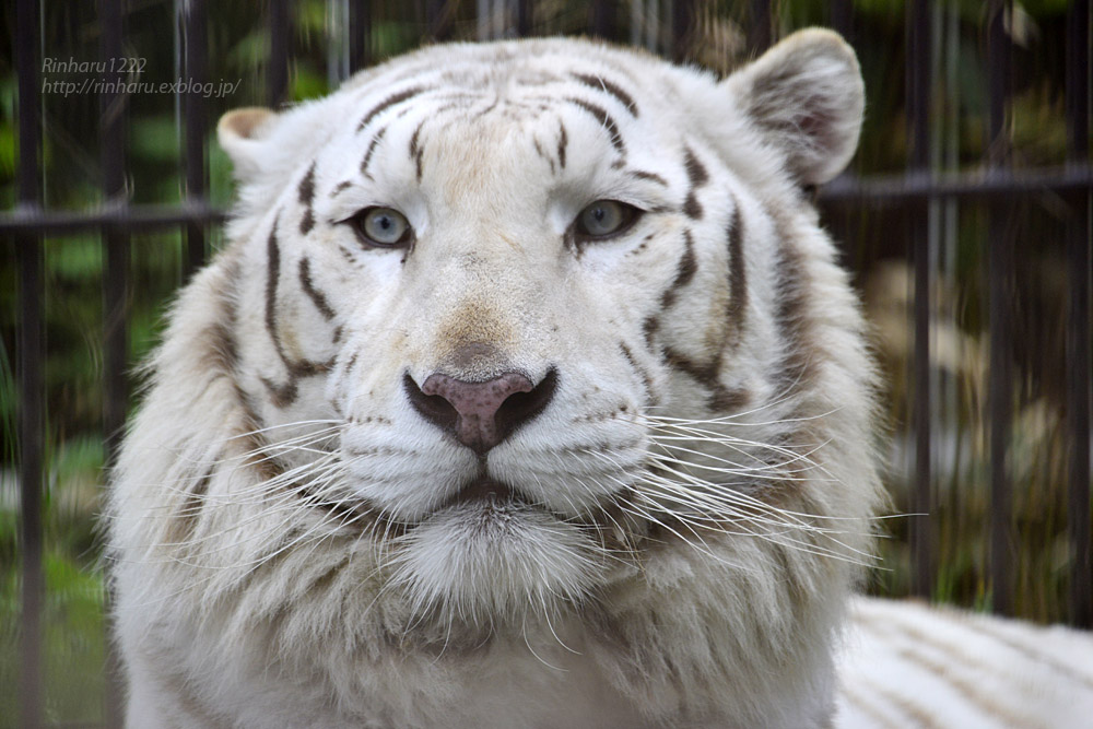 2017.5.6 宇都宮動物園☆ホワイトタイガーのアース王子【White tiger】_f0250322_218923.jpg