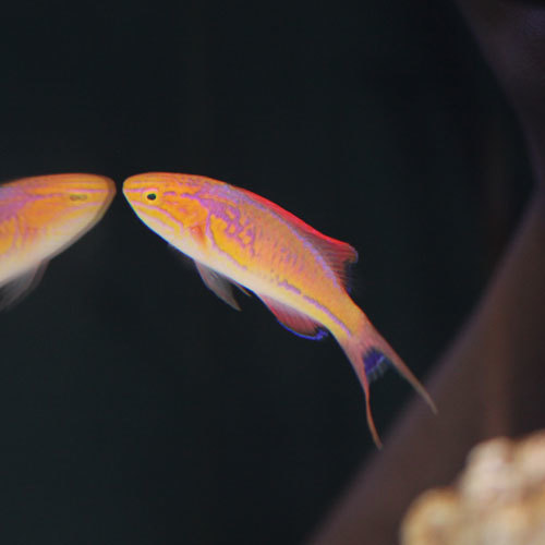入荷情報~海水魚~_d0221436_20543372.jpg