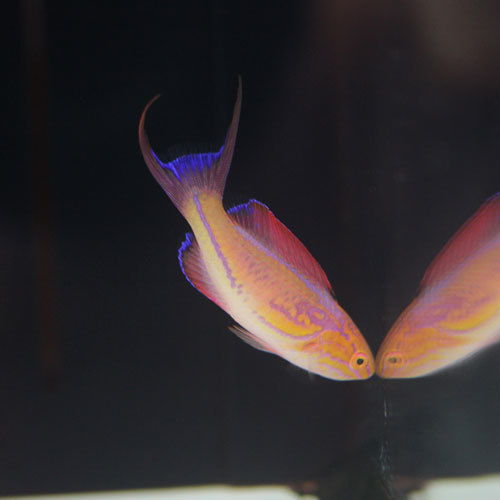 入荷情報~海水魚~_d0221436_20544108.jpg