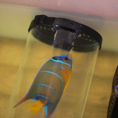 入荷情報~海水魚~_d0221436_20554000.jpg