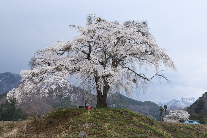 上発知のしだれ桜 Photograph3 上発知のしだれ桜 Photograph3