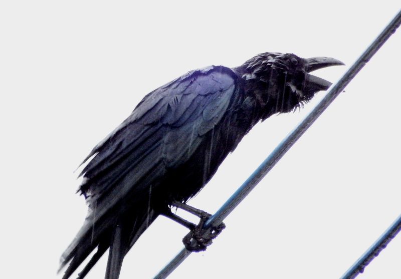 鳥野のカラス 楽天市場】シンコー ビニールカラス 小 [ 防鳥 防蝶 防鳥網 防鳥