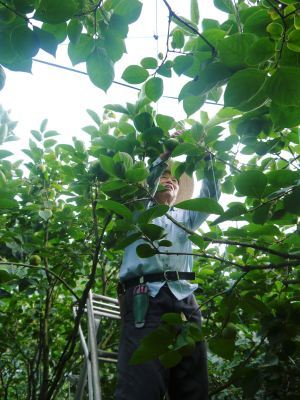 太秋柿　古川果樹園　今年も元気な花が咲きました！花の様子を現地取材！_a0254656_18233719.jpg